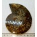 Ammonit Fosili